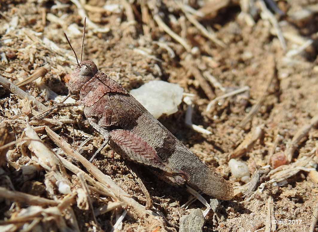 Acrididae:  Sphingonotus sp.  e  Oedipoda cfr. fuscocincta sardeti